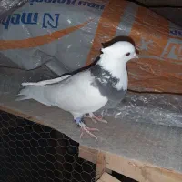 کفتر  طوقی معاوضه با چیزی که کارم بیاد|پرنده|حمیدیا, |دیوار