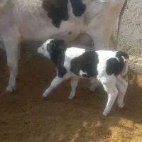 گاو شیری با گوساله نر سمینتال