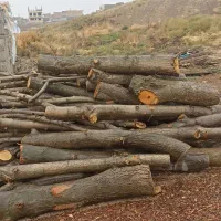 خرید انواع چوب چوب گردوقطربالاباقیمت روز