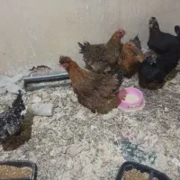 6عددمرغ تخمگذار نژاد دار زرقان