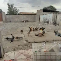 مرغ و خروی بفروش میرسد|حیوانات مزرعه|آق قلا, |دیوار