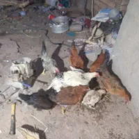 مرغ