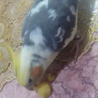 عروس هلندی نر