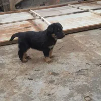 توله سگ ژرمن