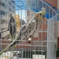 دو تا عروس هلندی