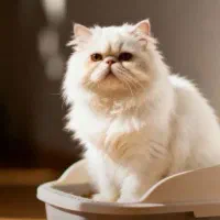 عکس نقاشی گربه