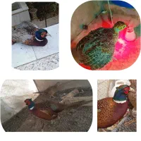 تخم جوجه ایام سمانی و مولدآمریکایی هلندی