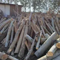 هرس قطع چوب درخت سرشاخه بریدن نقدسر باسکول