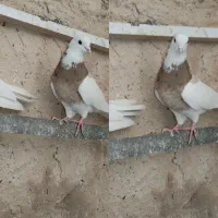 دو عدد په‌پووله به‌شرت گشت‌‌و‌بازی