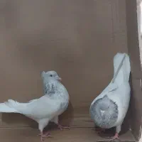 کبوتر کله ای الماسی وآبی|پرنده|قم, نیروگاه|دیوار