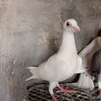 کفتر