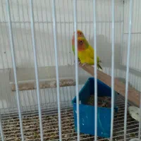 کوتوله زیبا و خشگل