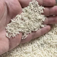 برنج طارم هاشمی درجه یک