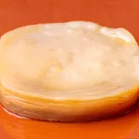 ۲۵۰ گرم قارچ کامبوجا به همراه مایع استارتر