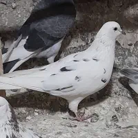 کفتر یا کبوتر پرشی رو بلندی|پرنده|قرچک, زیبا شهر|دیوار