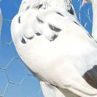 کبوتر سفید هفت رنگ خال خالی ازم تار شد