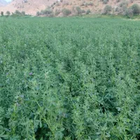 یونجه کوبیده