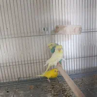 مرغ عشق پروانه ای|پرنده|فولادشهر, B4|دیوار