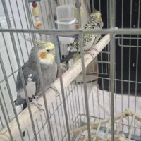 عروس هلندی