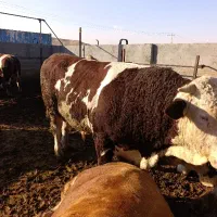 گاو نر سمینتال گوشتی|حیوانات مزرعه|هشترود, |دیوار