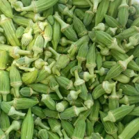 بامیه ریز سبز فقط عمده