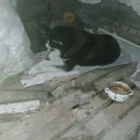 سگ هاسکی|سگ|رشت, حومه رشت|دیوار