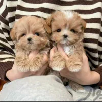 هلندی فرانسوی ایتالیایی فقط تماس|سگ|صدرا-فارس, فاز ۱|دیوار