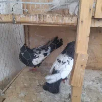 کفتر سینه ای|پرنده|محمدشهر, شهرک پیام (مهرالبرز)|دیوار
