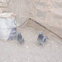 کبوتر نسل دار|پرنده|فردوس (خراسان), |دیوار