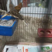 قناری سوخته