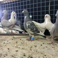 ۱۷ تاصیدنر همه رنجر پرشی صید غروب بازی