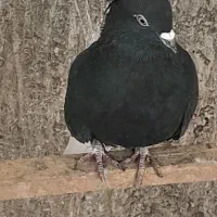 کبوتر سیاه دم سفید|پرنده|خمینی‌شهر, |دیوار