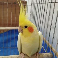 عروس هلندی مولد