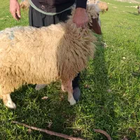 گوسفند نر سنجابی|حیوانات مزرعه|سرپل ذهاب, |دیوار