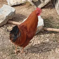 خروس‌فروشی