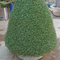سبزه برای مراسمات مختلف|خدمات باغبانی و درختکاری|کوهدشت, |دیوار