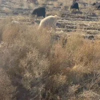 میش بره نربره ماده بزکره