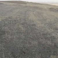 اجاره زمین کشاورزی دیم واسه گندم ونخود