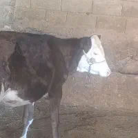 گاو گوساله ماده