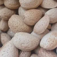 فروش 150کیلو بادام تلخ