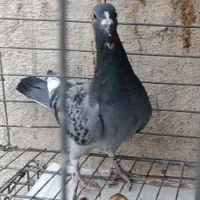 جوجه پلاکی و جوجه سینه ای|پرنده|اهواز, فولادشهر|دیوار