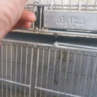 قفس پژاوند