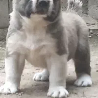 سگ الابای ترکمن و الابای روس گارد نگهبان گله