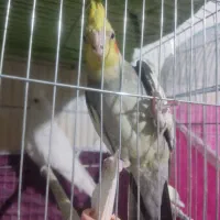 عروس هلندی|پرنده|ارومیه, |دیوار