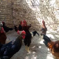 خروس|حیوانات مزرعه|مهریز, |دیوار