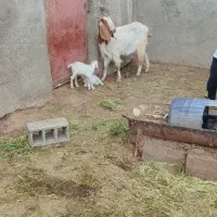 بز زایده جملی