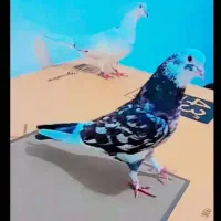 سرور|پرنده|پارس‌آباد, |دیوار