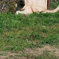 واگذاری سگ سرابی