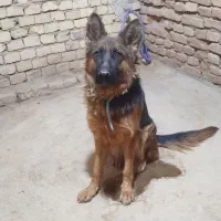 سگ ژرمن|سگ|یزد, |دیوار