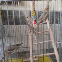 عروس هلندی زیبا نر  و ماده تخم گزار